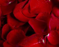 Tapeta Nature Flowers 490.jpg